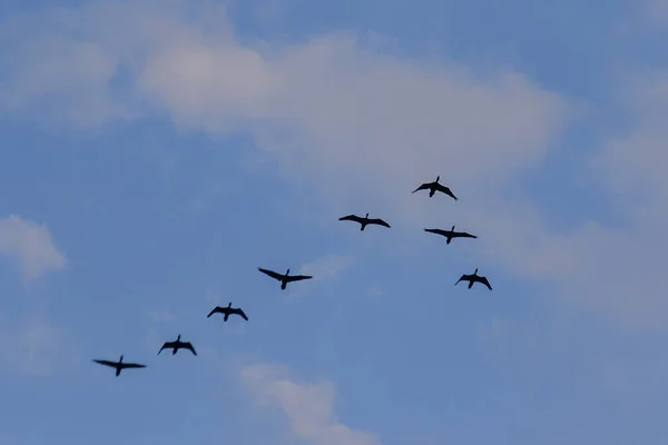 Petit Cormoran Volant Dans Ciel — Photo