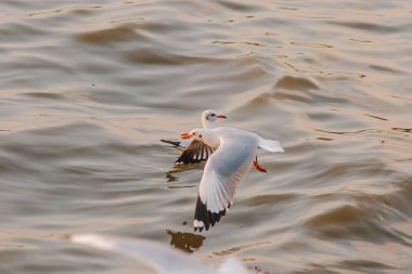 Deniz Martılar uçuşuyor.