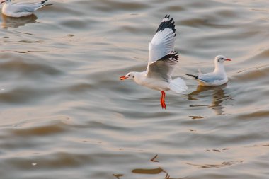 Deniz Martılar uçuşuyor.