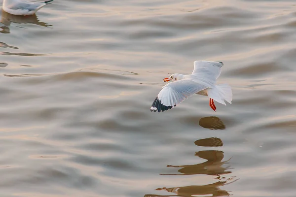 Les Mouettes Survolent Mer — Photo