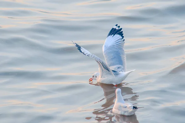 海鸥在水中是一只毛毛灰色或白色的雄鸟 — 图库照片