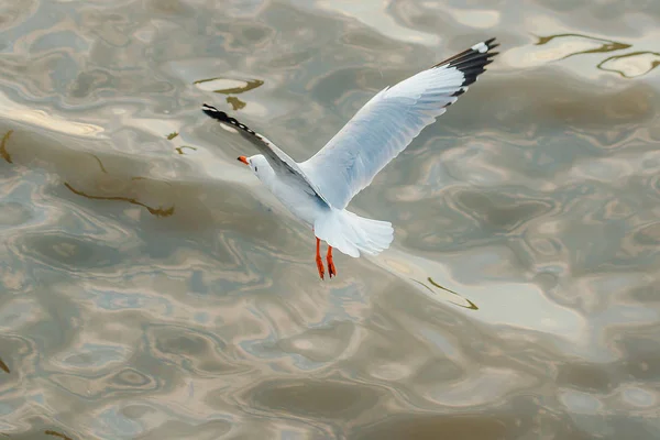 Meeuwen Vliegen Zee — Stockfoto