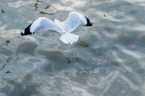 Gaivotas Voam Sobre Mar — Fotografia de Stock