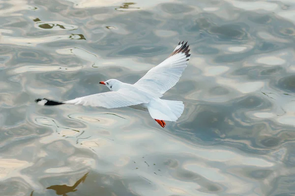 Las Gaviotas Vuelan Sobre Mar — Foto de Stock