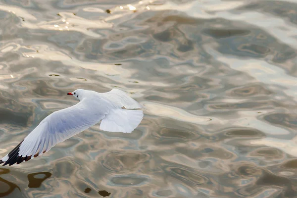 Måsarna Flyger Över Havet — Stockfoto