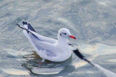 Martılar göl içinde gri veya beyaz kürk olan bir erkek kuş