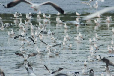 Deniz Martılar uçuşuyor.