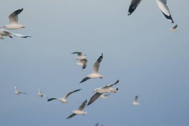 Deniz Martılar uçuşuyor.