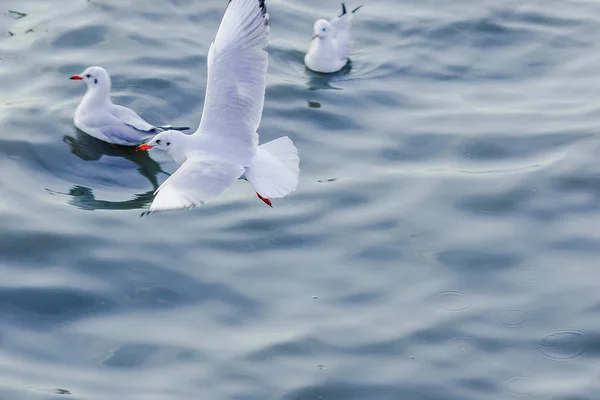 Deniz Martılar Uçuşuyor — Stok fotoğraf