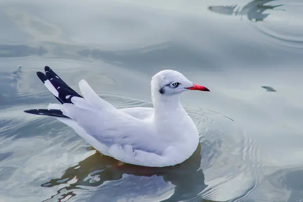 Meeuwen Zijn Wateris Een Mannelijke Vogel Met Grijze Witte Vacht — Stockfoto