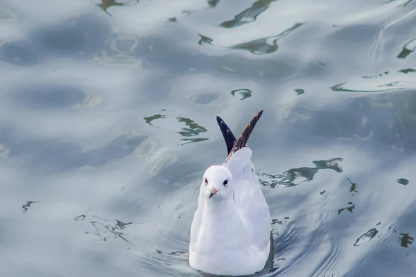 Las Gaviotas Están Agua Pájaro Macho Con Piel Gris Blanca — Foto de Stock