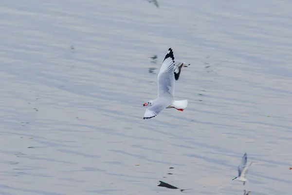 Gaivotas Voam Sobre Mar — Fotografia de Stock