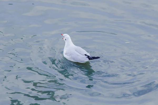 Las Gaviotas Están Agua Pájaro Macho Con Piel Gris Blanca —  Fotos de Stock