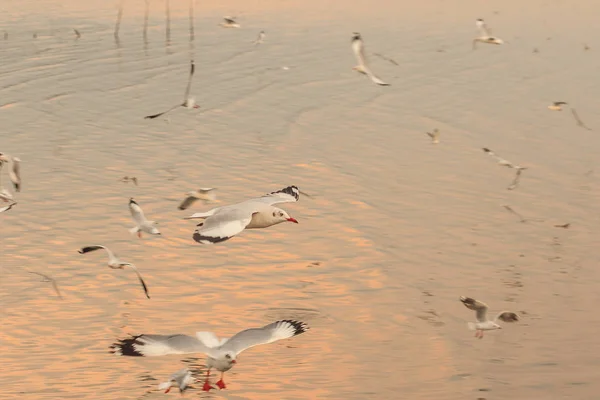 Seagulls Flying Sea — Stock Photo, Image