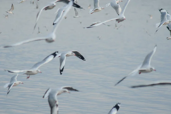 Las Gaviotas Vuelan Sobre Mar — Foto de Stock