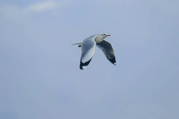 Gaivotas Voam Sobre Mar — Fotografia de Stock