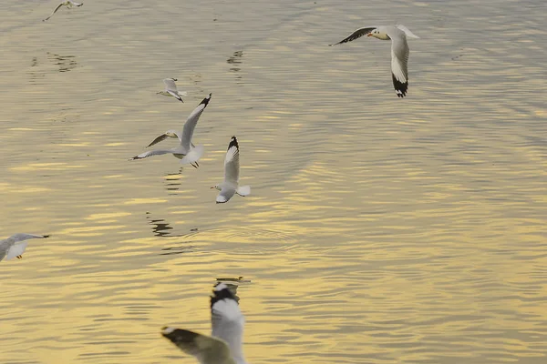 Seagulls Flying Sea Flying Coast River — Stock Photo, Image