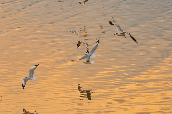 Seagulls Flying Sea Flying Coast River — Stock Photo, Image