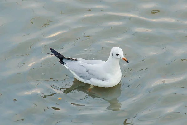 Las Gaviotas Están Agua Pájaro Macho Con Piel Gris Blanca —  Fotos de Stock