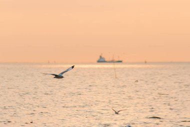 Martılar denizde uçuyor. Sahil veya nehir etrafında uçmak gibi