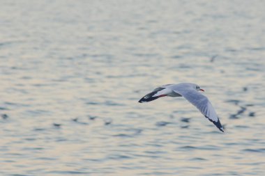 Martılar denizde uçuyor. Sahil veya nehir etrafında uçmak gibi