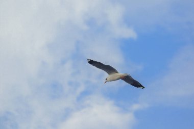 Kahverengi başlı martı uzaktan soğuk kaçmak için göç gökyüzünde uçuyor