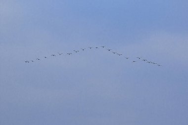 Kuşlar skythis türü uçan küçük karabatak genellikle sürüleri yaşıyor.