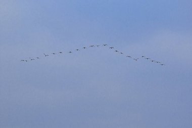 Kuşlar skythis türü uçan küçük karabatak genellikle sürüleri yaşıyor.