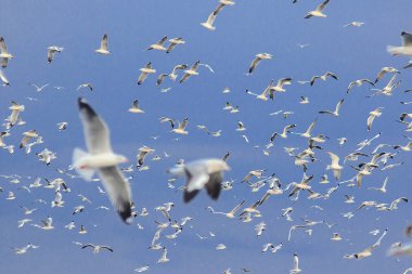 Kahverengi başlı martı uzaktan soğuk kaçmak için göç gökyüzünde uçuyor