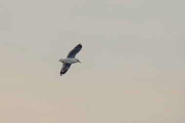 Kahverengi başlı martı uzaktan soğuk kaçmak için göç gökyüzünde uçuyor