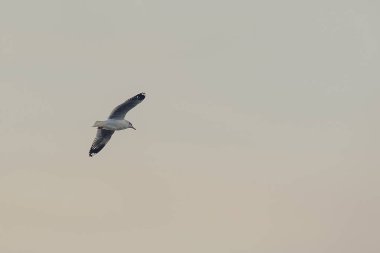 Kahverengi başlı martı uzaktan soğuk kaçmak için göç gökyüzünde uçuyor