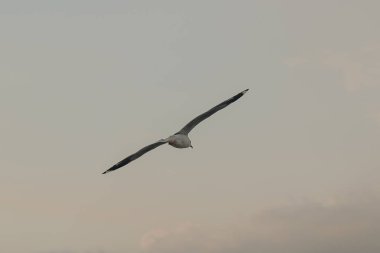 Kahverengi başlı martı uzaktan soğuk kaçmak için göç gökyüzünde uçuyor