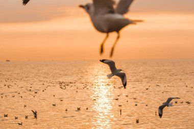 Günbatımı ile uçan martılar silüeti