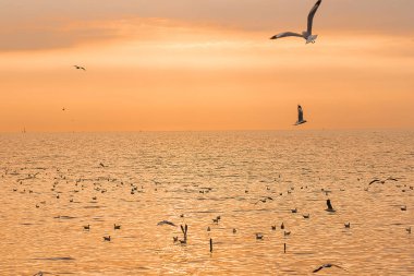 Günbatımı ile uçan martılar silüeti