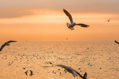 Günbatımı ile uçan martılar silüeti