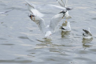 Martılar denizde uçuyor. Sahil veya nehir etrafında uçmak gibi