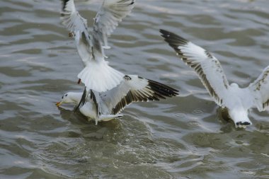 Martılar göl içinde gri veya beyaz kürk olan bir erkek kuş