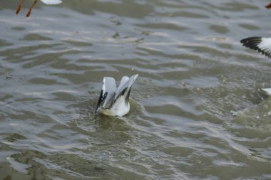 Martılar göl içinde gri veya beyaz kürk olan bir erkek kuş