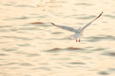 Martılar denizde uçuyor. Sahil veya nehir etrafında uçmak gibi