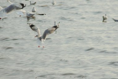 Martılar denizde uçuyor. Sahil veya nehir etrafında uçmak gibi