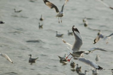 Martılar denizde uçuyor. Sahil veya nehir etrafında uçmak gibi