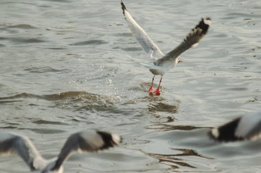 Martılar denizde uçuyor. Sahil veya nehir etrafında uçmak gibi