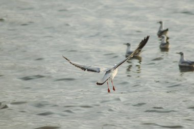 Martılar denizde uçuyor. Sahil veya nehir etrafında uçmak gibi