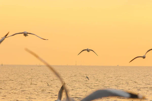 Les Mouettes Survolent Mer Comme Voler Autour Côte Fleuve — Photo