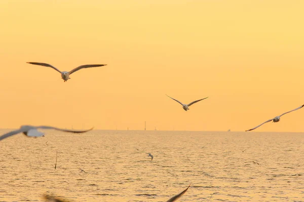 Seagulls Flying Sea Flying Coast River — Stock Photo, Image