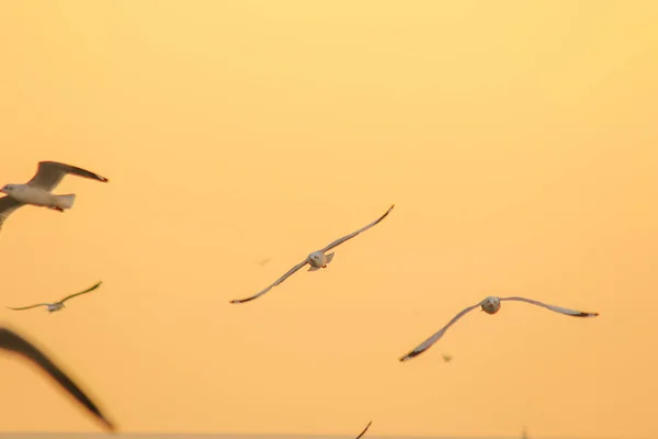 Braunkopfmöwe Fliegt Himmel — Stockfoto