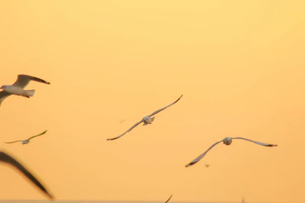 Racek Hnědohlavý Letí Obloze — Stock fotografie