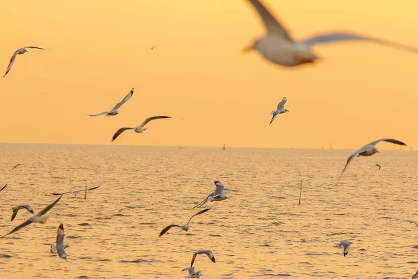 Les Mouettes Survolent Mer Comme Voler Autour Côte Fleuve — Photo