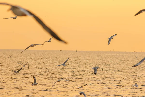 Les Mouettes Survolent Mer Comme Voler Autour Côte Fleuve — Photo