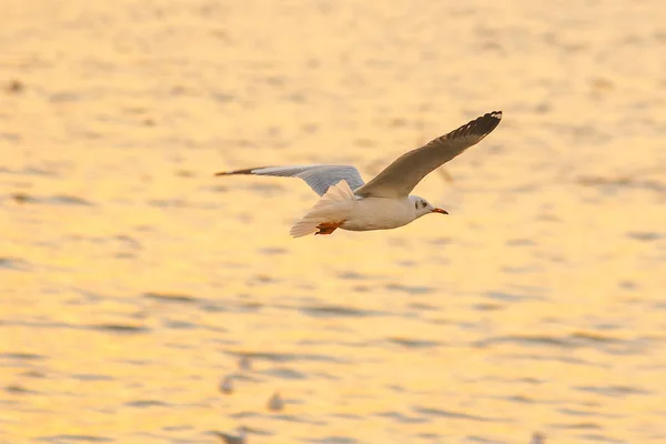 カモメが海の上を飛んでいる 海岸や川を飛び回るような — ストック写真